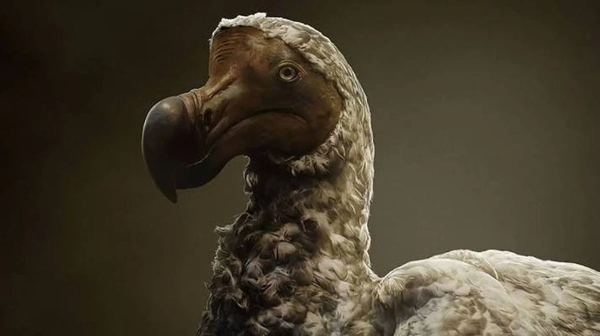 Die Rückkehr des Dodos: Ein bahnbrechendes wissenschaftliches Projekt