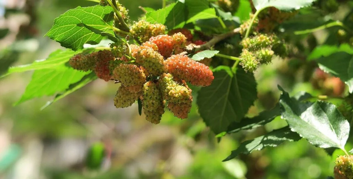 Die Unterschiede zwischen schwarzem und weißem Maulbeerbaum: Was du wissen solltest
