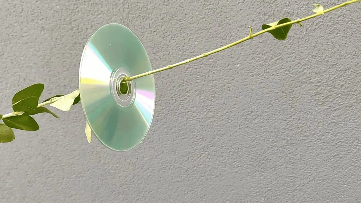 Die Verwendung von CDs zur Vogelabwehr im Garten