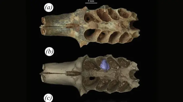 Ein 6.000 Jahre alter fossiler Beweis: Bienen konnten Knochen und Zähne durchbohren