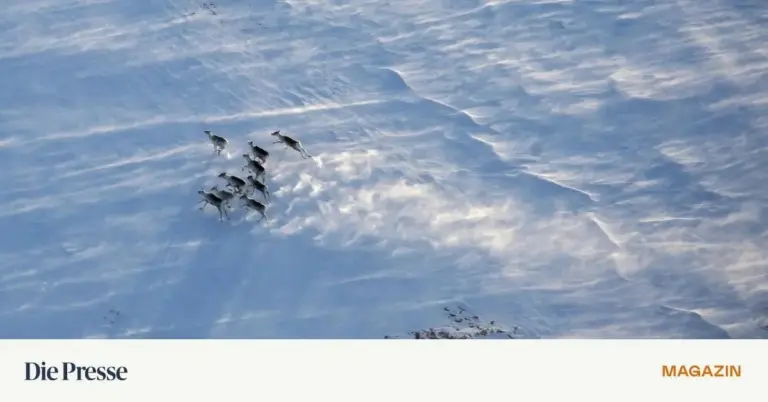 Ein einzigartiges Experiment: Was geschieht, wenn Torfmoore in Lappland auftauen?