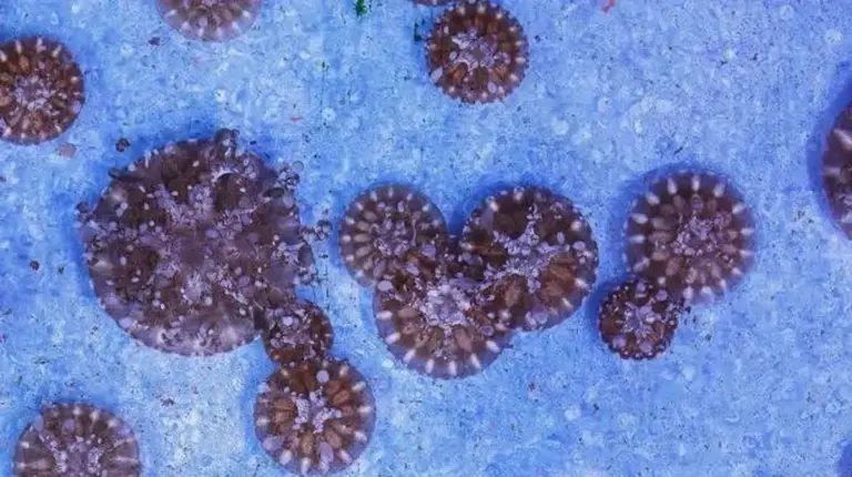 Entdeckung einer unerwarteten Meeresökologie in der Weddell-See