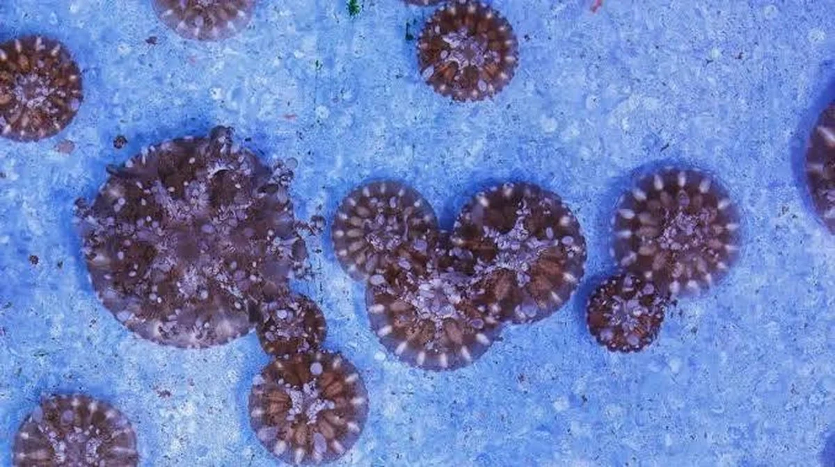 Entdeckung einer unerwarteten Meeresökologie in der Weddell-See