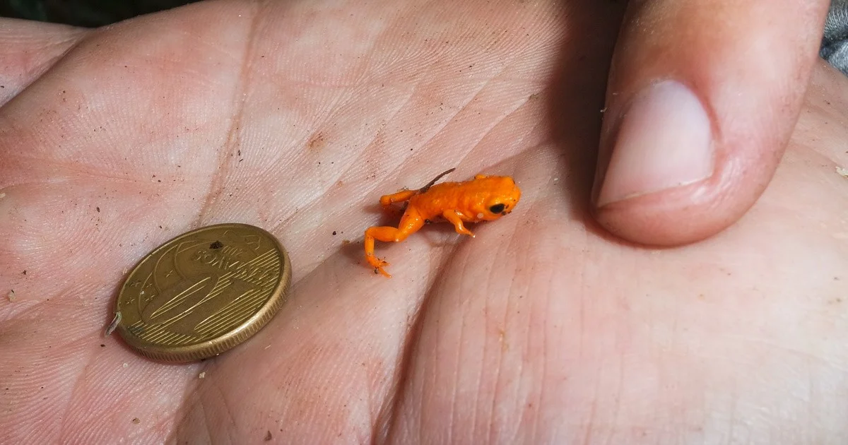 Entdeckung eines der kleinsten und niedlichsten Tiere der Welt