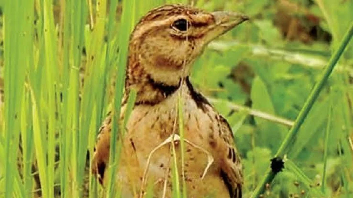 Erstmalige Entdeckung des Bimakulierten Lärkers in Kerala