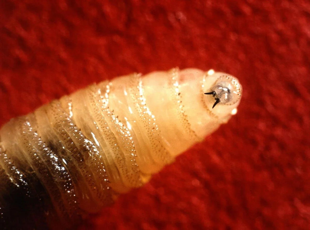 Forschung zur Überwachung des Neuen Welt-Schraubenwurms zum Schutz des Viehs