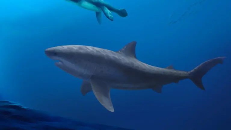 Frühe gigantische Lamniformen: Der Beginn der Mega-Körpergröße in der Evolution der modernen Haie