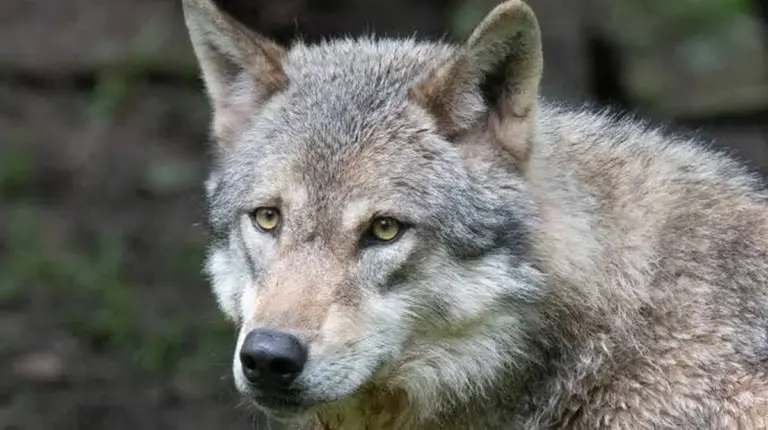 Hinweise darauf, dass Menschen vor über 3.000 Jahren Kontrolle über Wölfe auf einer Insel hatten