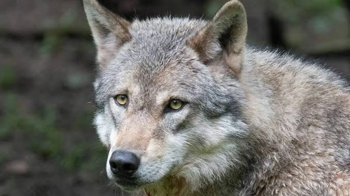 Hinweise darauf, dass Menschen vor über 3.000 Jahren Kontrolle über Wölfe auf einer Insel hatten