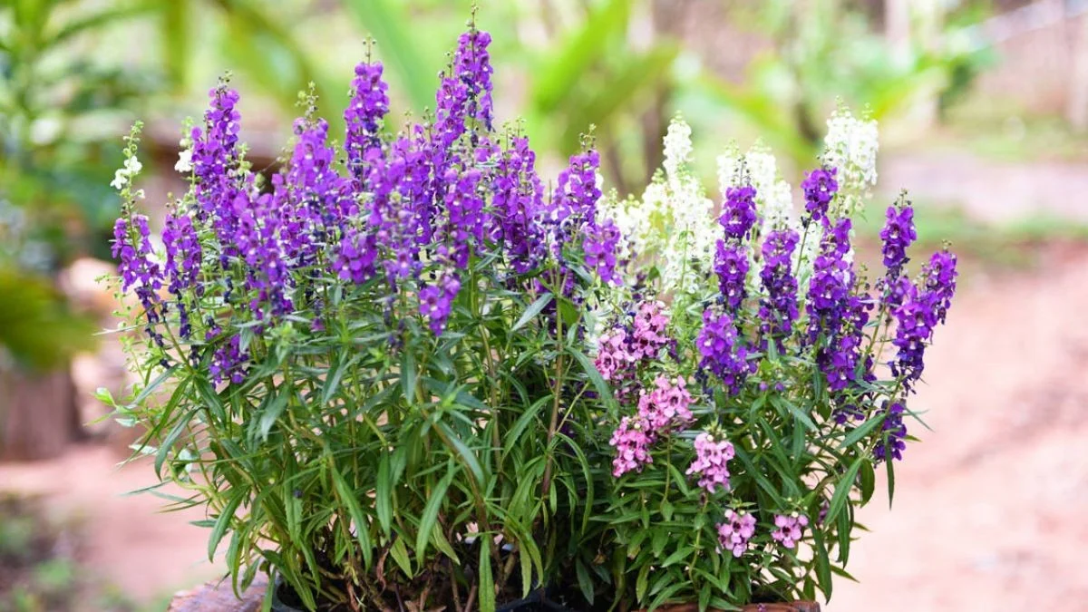 Hitzebeständige Blumen im Sommer