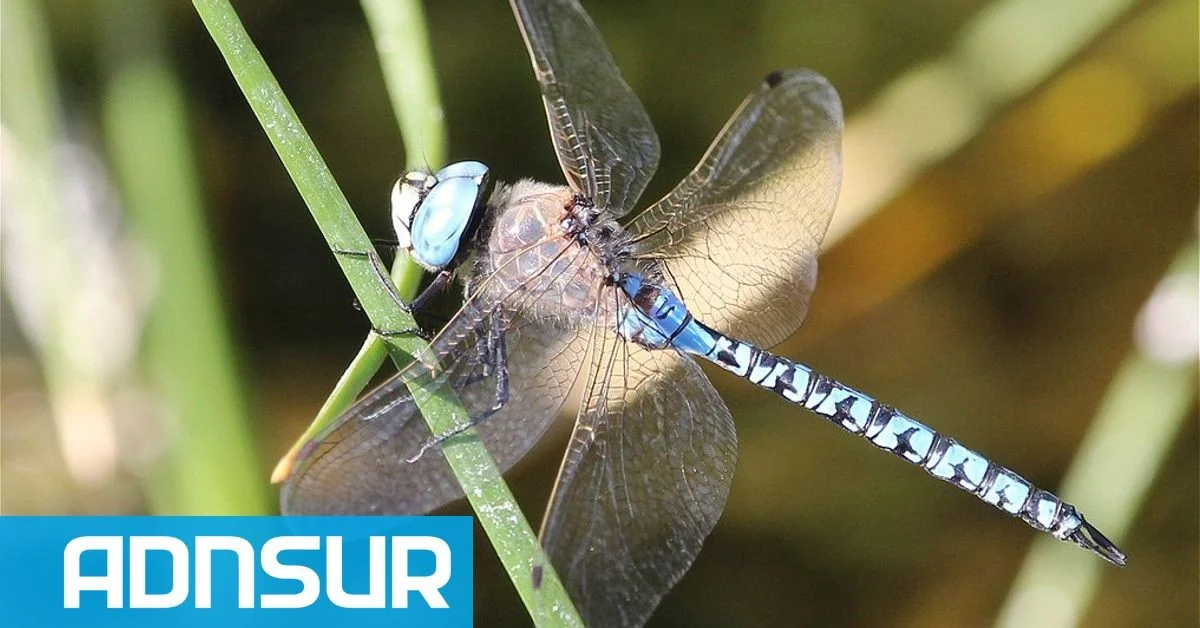 Libellen in Comodoro Rivadavia: Warum es so viele gibt und was zu tun ist, wenn sie ins Haus fliegen