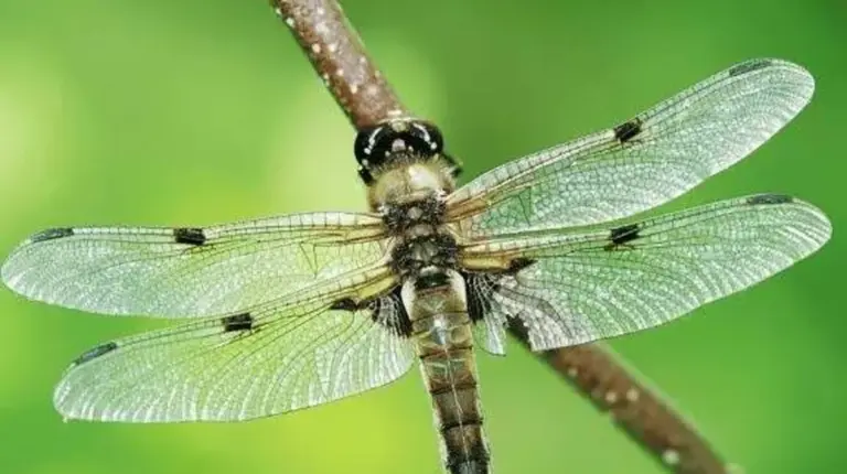 Libellen in Comodoro: Ein vollkommen natürliches und vorteilhaftes Phänomen