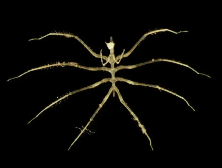 Neue tiefseearten während des Bergbaus entdeckt