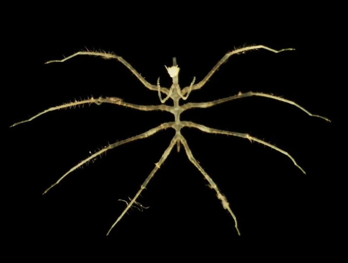 Neue tiefseearten während des Bergbaus entdeckt