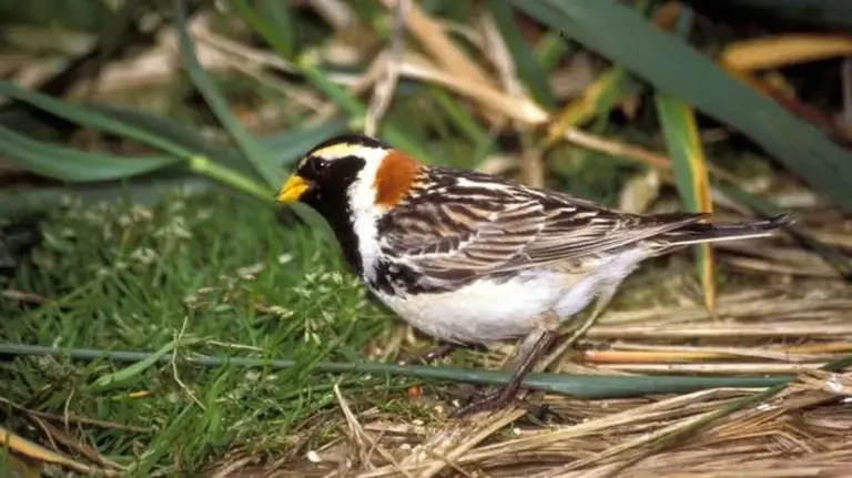 Seltene Vogelart entdeckt: Das Lappland-Sandküken im Buïrataus Nationalpark