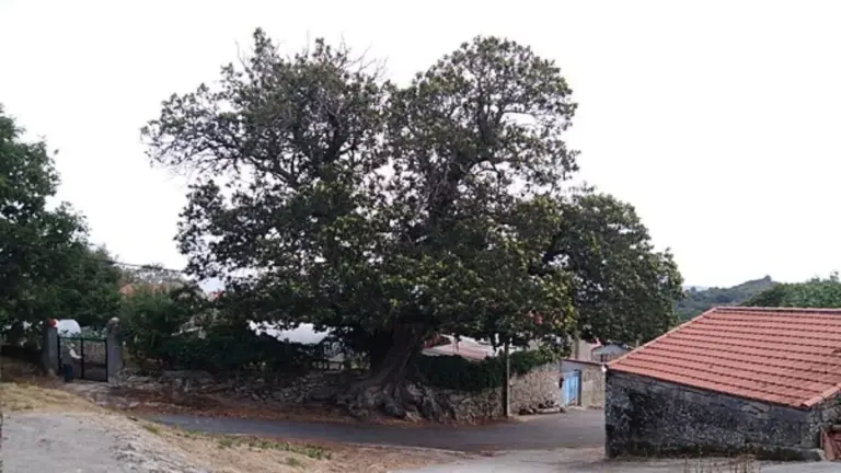 Vielfältige Geheimnisse des Castaño de Pexeirós: Europas beeindruckendster Kastanienbaum