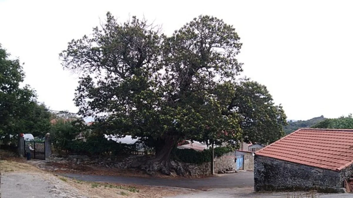 Vielfältige Geheimnisse des Castaño de Pexeirós: Europas beeindruckendster Kastanienbaum