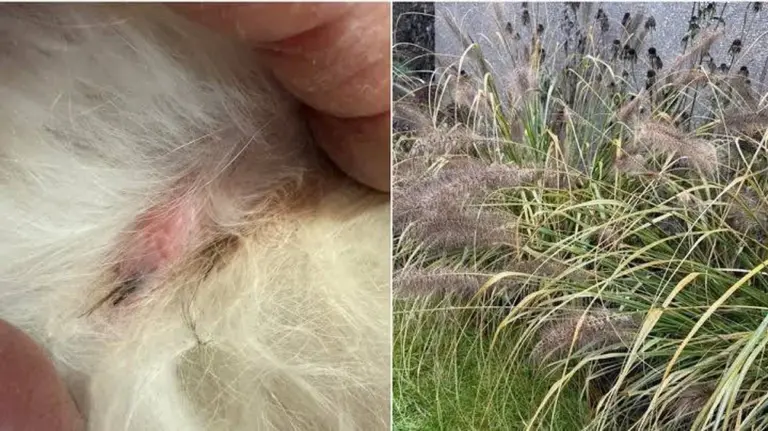 Warum dekorative Pflanzen im Garten für Hunde zur Gefahr werden können