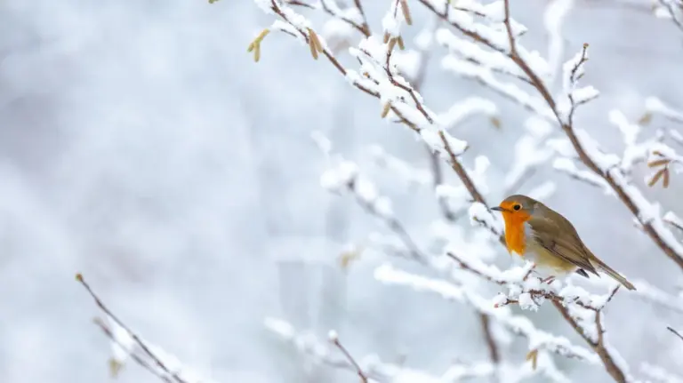 Warum der astronomische Winter heute um 17:03 Uhr beginnt