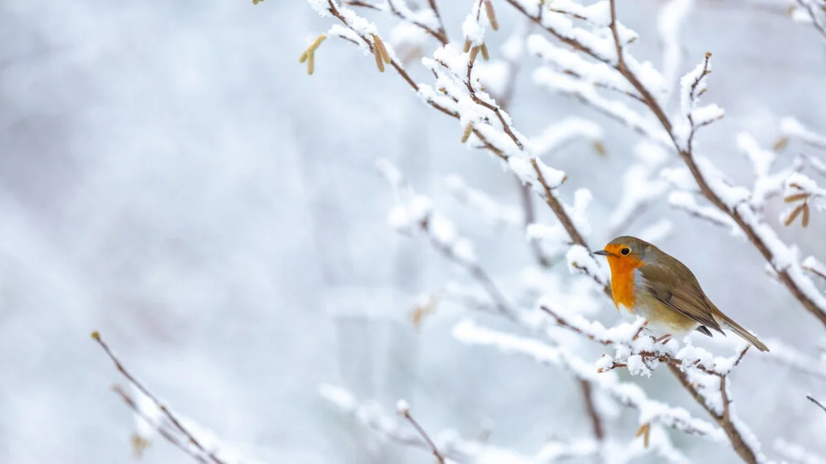 Warum der astronomische Winter heute um 17:03 Uhr beginnt