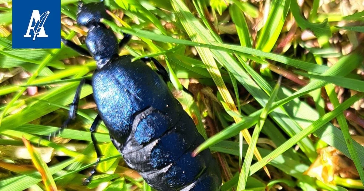 Warum der toukohärkä gefährlich sein kann – Wichtiges zu diesem Käfer aus Pulesjärvi