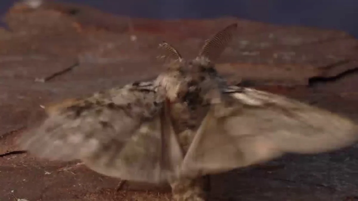 Warum die Entdeckung der grannonne ein Hoffnungsschimmer für den Naturschutz ist