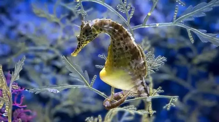 Warum einige männliche Tiere ihre Nachkommen wirklich zur Welt bringen