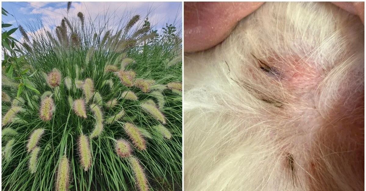 Wie ein beliebter Gartenpflanze zur Gefahr für Ihre Haustiere werden kann: Eine Frau teilt ihre schmerzhafte Erfahrung