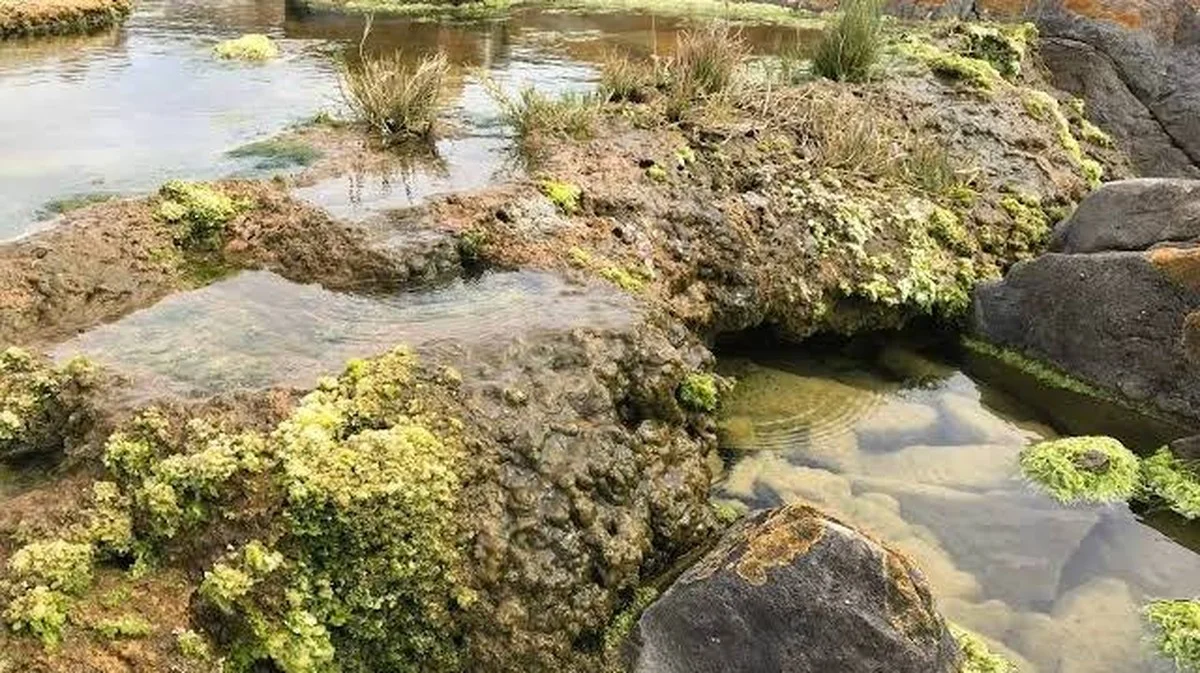 Wie "lebende Gesteine" in Südafrika die CO2-Emissionen reduzieren können